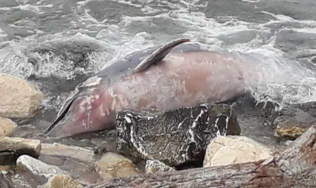 Bari, delfino spiaggiato sul lungomare: «Con la quarantena gli animali si riavvicinano»